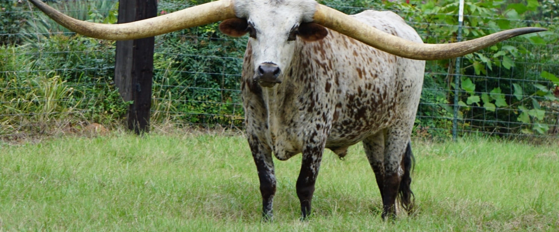 What are Cow Horns Called?