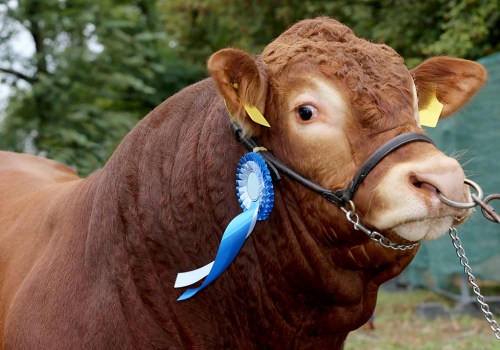 Grooming Oklahoma Show Steers for Competition: Expert Tips