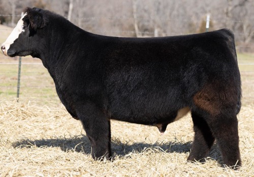 What is the Ideal Leg Structure for an Oklahoma Show Steer?