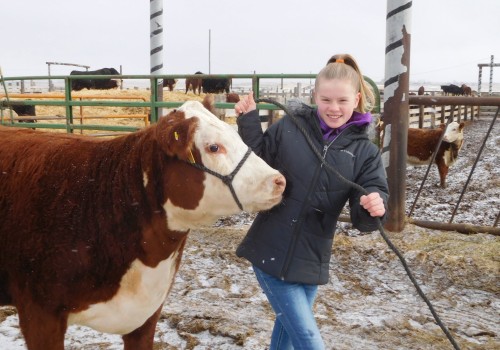 Expert Tips for Raising and Showing Show Steers in Oklahoma