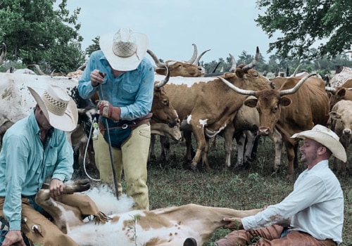 Why Oklahoma Cattle Ranchers Must Understand Livestock Branding Laws